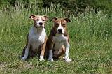 AMSTAFF  PUPPIES 191